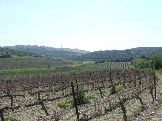 vineyards I