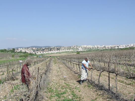 vineyards II